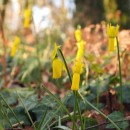 Narcissus cyclamineus DC.Narcissus cyclamineus DC.