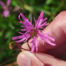 Silene flos-cuculi (L.) Greuter & BurdetSilene flos-cuculi (L.) Greuter & Burdet