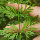 Oenanthe crocata L.Oenanthe crocata L.