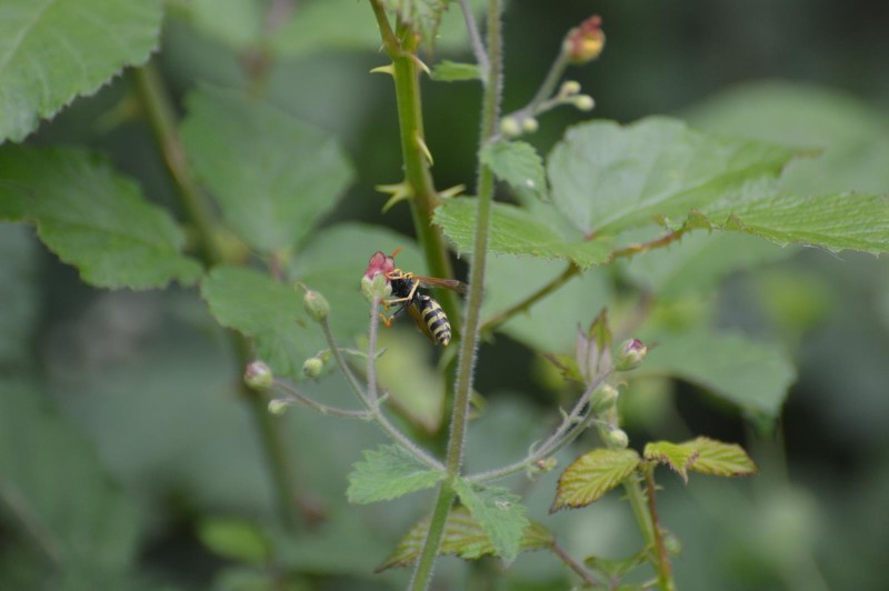 PHALANGIIDAE sp. Latreille, 1802 - Biodiversidade