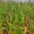 Zea mays L.Zea mays L.