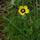 Tuberaria guttata (L.) Fourr.Tuberaria guttata (L.) Fourr.