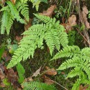 Dryopteris aemula (Aiton) KuntzeDryopteris aemula (Aiton) Kuntze