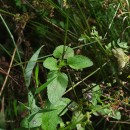 Scrophularia auriculata L.Scrophularia auriculata L.