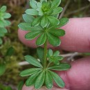 Galium mollugo L.Galium mollugo L.