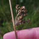 Juncus effusus L.Juncus effusus L.