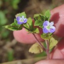 Veronica persica Poir.Veronica persica Poir.