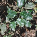 Ilex aquifolium L.Ilex aquifolium L.