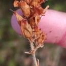 Erica ciliaris L.Erica ciliaris L.