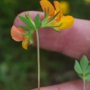Lotus corniculatus L.Lotus corniculatus L.