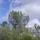 Pinus pinaster AitonPinus pinaster Aiton