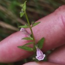 Scutellaria minor Huds.Scutellaria minor Huds.