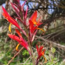 Canna indica L.Canna indica L.