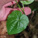 Dioscorea communis (L.) Caddick & WilkinDioscorea communis (L.) Caddick & Wilkin