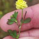 Trifolium campestre Schreb.Trifolium campestre Schreb.