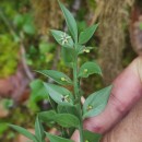 Ruscus aculeatus L.Ruscus aculeatus L.
