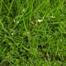 Cerastium fontanum Baumg. subsp. vulgare (Hartm.) Greuter & BurdetCerastium fontanum Baumg. subsp. vulgare (Hartm.) Greuter & Burdet