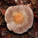 Sericeocybe sp. Rob. Henry 1993Sericeocybe sp. Rob. Henry 1993