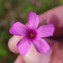 Oxalis latifolia KunthOxalis latifolia Kunth