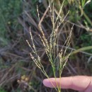 Panicum repens L.Panicum repens L.