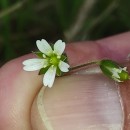 Cerastium fontanum Baumg. subsp. vulgare (Hartm.) Greuter & BurdetCerastium fontanum Baumg. subsp. vulgare (Hartm.) Greuter & Burdet