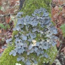 Lobarina scrobiculata (Scop.) Nyl. ex Cromb.Lobarina scrobiculata (Scop.) Nyl. ex Cromb.