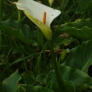 Zantedeschia aethiopica (L.) Spreng.Zantedeschia aethiopica (L.) Spreng.