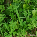 Oxalis corniculata L.Oxalis corniculata L.