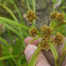 Cyperus eragrostis Lam.Cyperus eragrostis Lam.