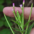 Epilobium obscurum Schreb.Epilobium obscurum Schreb.