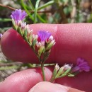 Limonium binervosum (G.E. Sm.) C.E. SalmonLimonium binervosum (G.E. Sm.) C.E. Salmon