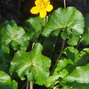 Caltha palustris L.Caltha palustris L.