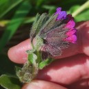 Pulmonaria longifolia (Bastard) BoreauPulmonaria longifolia (Bastard) Boreau