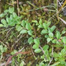 Veronica officinalis L.Veronica officinalis L.