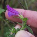 Echium rosulatum LangeEchium rosulatum Lange
