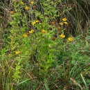 Pulicaria dysenterica (L.) Bernh.Pulicaria dysenterica (L.) Bernh.