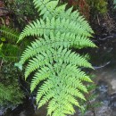 Dryopteris guanchica Gibby & JermyDryopteris guanchica Gibby & Jermy