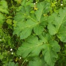 Heracleum sphondylium L. subsp. granatense (Boiss.) Briq.Heracleum sphondylium L. subsp. granatense (Boiss.) Briq.