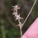 Carex echinata MurrayCarex echinata Murray