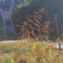 Sorghum halepense (L.) Pers.Sorghum halepense (L.) Pers.