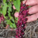 Phytolacca americana L.Phytolacca americana L.