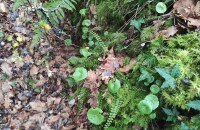 Asplenium trichomanes L. subsp. trichomanesAsplenium trichomanes L. subsp. trichomanes