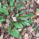 Omphalodes nitida Hoffmanns. & LinkOmphalodes nitida Hoffmanns. & Link