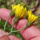 Crepis lampsanoides (Gouan) TauschCrepis lampsanoides (Gouan) Tausch