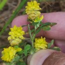 Trifolium campestre Schreb.Trifolium campestre Schreb.