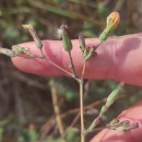 Lactuca virosa L.Lactuca virosa L.
