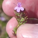 Thymus caespititius Brot.Thymus caespititius Brot.