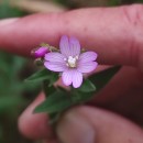 Epilobium parviflorum Schreb.Epilobium parviflorum Schreb.
