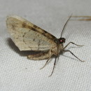 Identifícalas