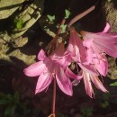 Amaryllis belladona L.Amaryllis belladona L.